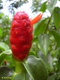 Red Button Ginger / Costus woodsonii